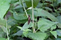 HELICONIDAE, Heliconius erato